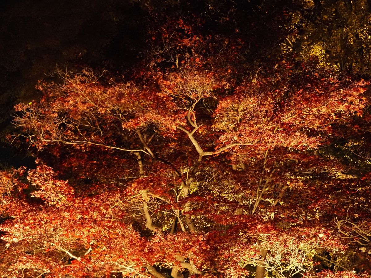 A large maple tree lit up against the night sky (stock image)